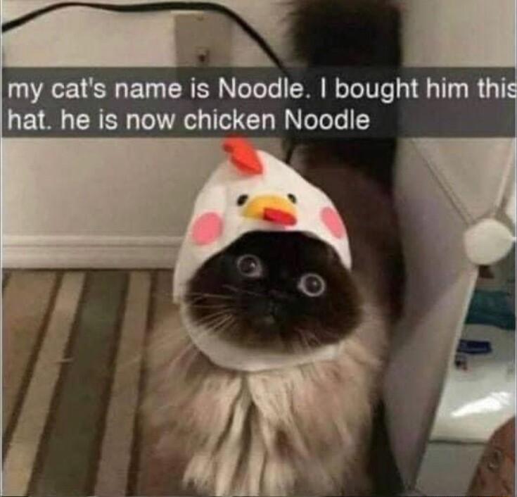 my cats name is Noodle bought him th hat he is now chicken Noodle