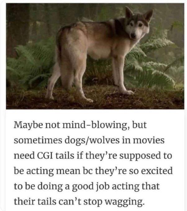 Maybe not mind blowing but sometimes dogswolves in movies need CGI tails if theyre supposed to be acting mean bc theyre so excited to be doing a good job acting that their tails cant stop wagging