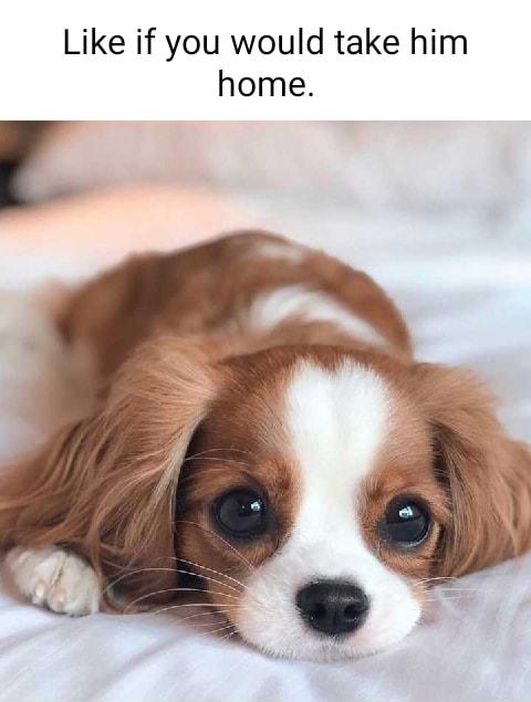 Like if you would take him home