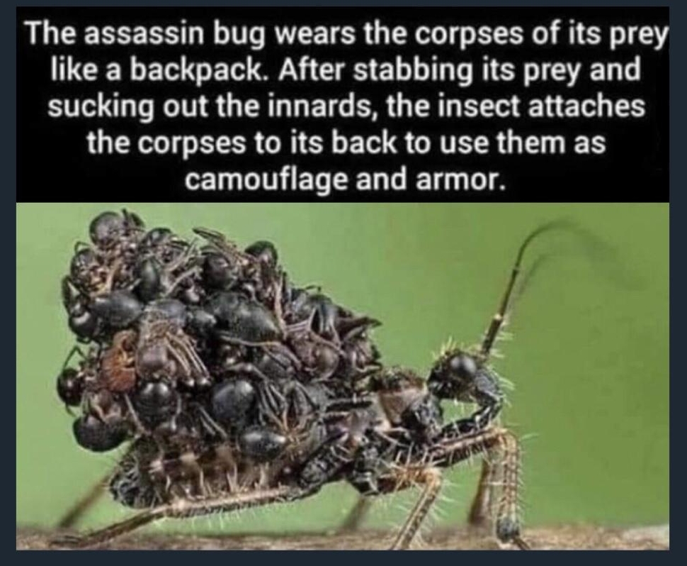 The assassin bug wears the corpses of its prey TCEEREGE SN CES ELLIR SRS SN N R GERGLETG R GG EL S LQEE TR GRS ET S GRTER G S GETGINEL LT oF P L