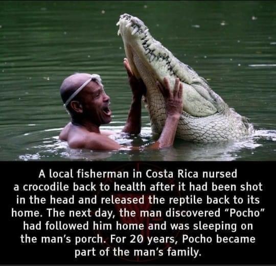 LY CIE1R i EUU EL R L NG ER AT TS a crocodile back to health after it had been shot in the head and released the reptile back to its home The next day the man discovered Pocho had followed him home and was sleeping on the mans porch For 20 years Pocho became EL RGN EL R ET A