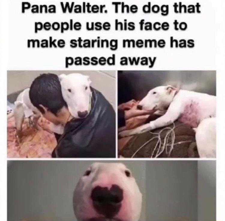 Pana Walter The dog that people use his face to make staring meme has passed away