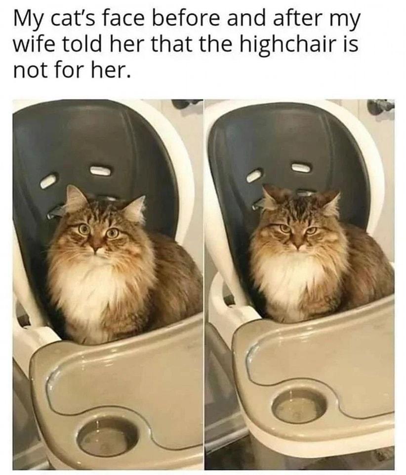 My cats face before and after my wife told her that the highchair is not for her