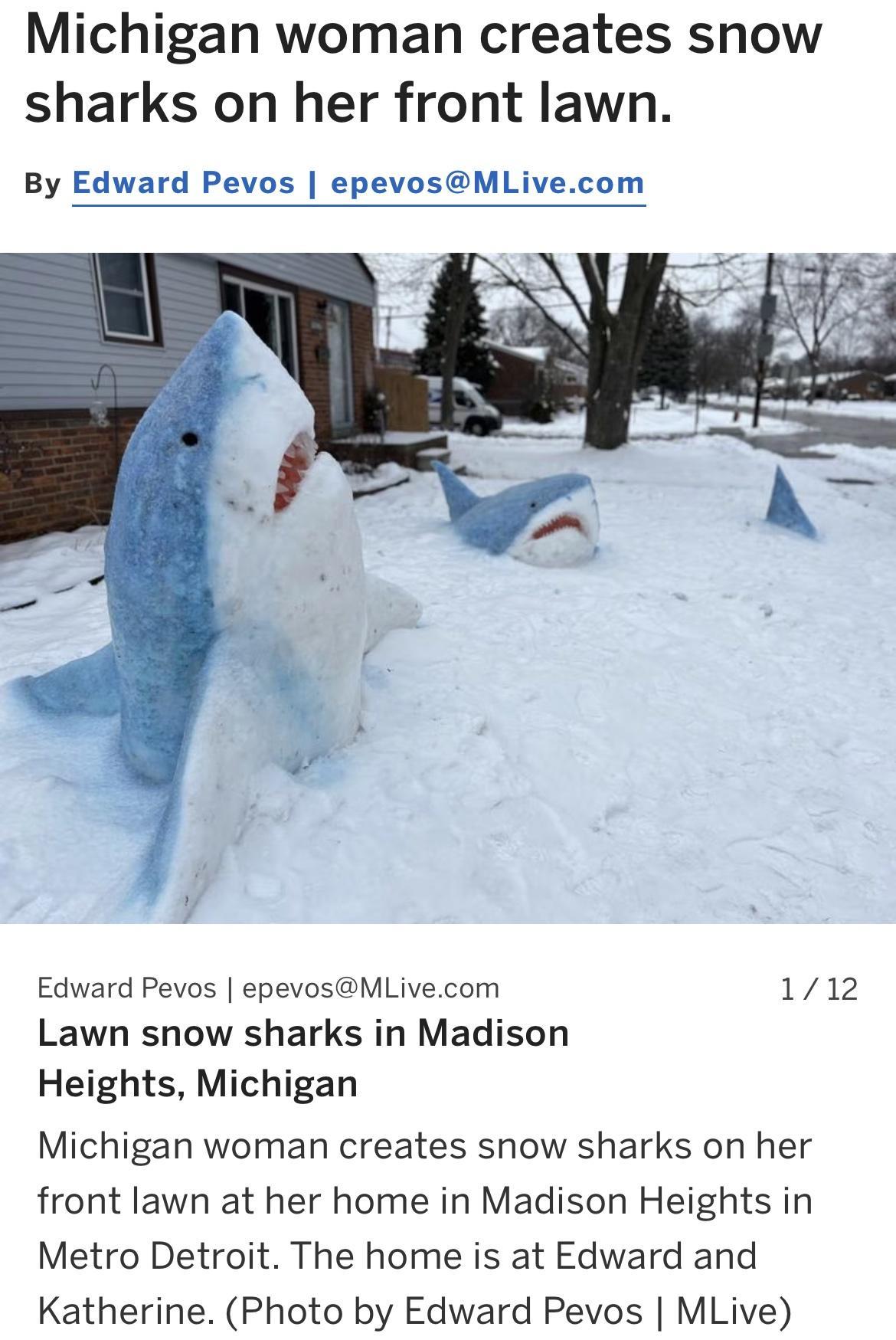 Michigan woman creates snow sharks on her front lawn By Edward Pevos epevosMLivecom Edward Pevos epevosMLivecom 112 Lawn snow sharks in Madison Heights Michigan Michigan woman creates snow sharks on her front lawn at her home in Madison Heights in Metro Detroit The home is at Edward and Katherine Photo by Edward Pevos MLive