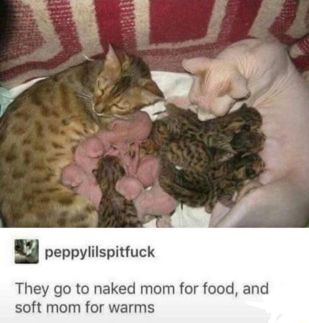 D il n peppylilspitfuck They go to naked mom for food and soft mom for warms