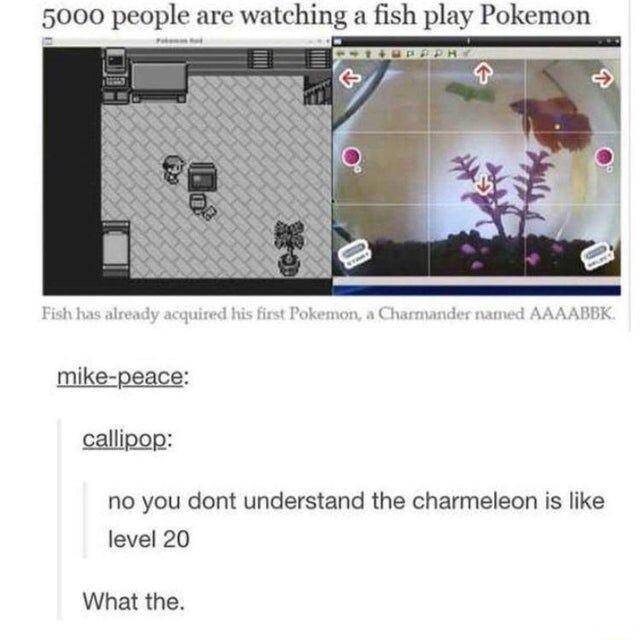 5000 people are watching a fish play Pokemon mike peace callipop no you dont understand the charmeleon is like level 20 What the