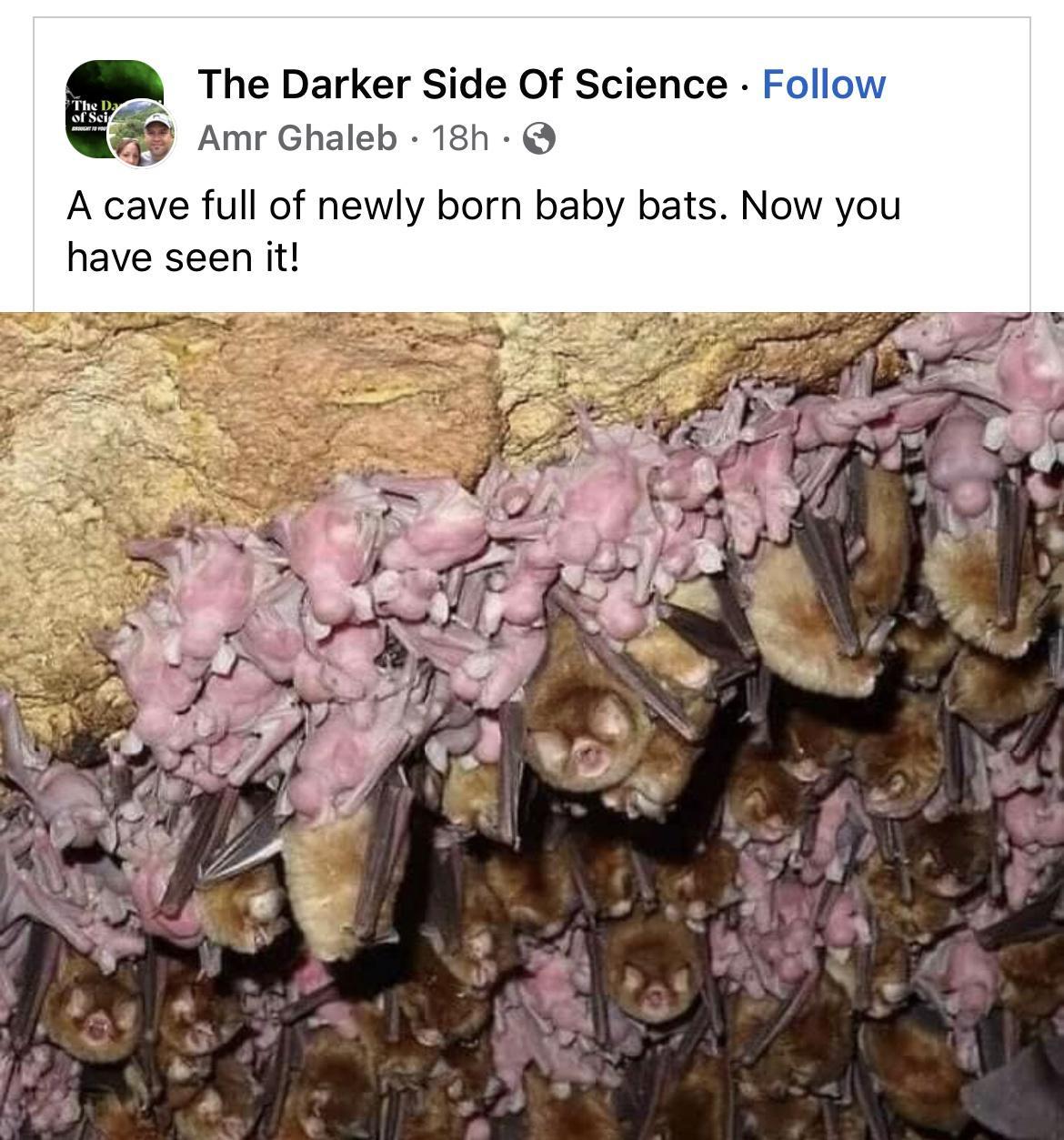 A The Darker Side Of Science F Amr Ghaleb 18h A cave full of newly born baby bats Now you have seen it