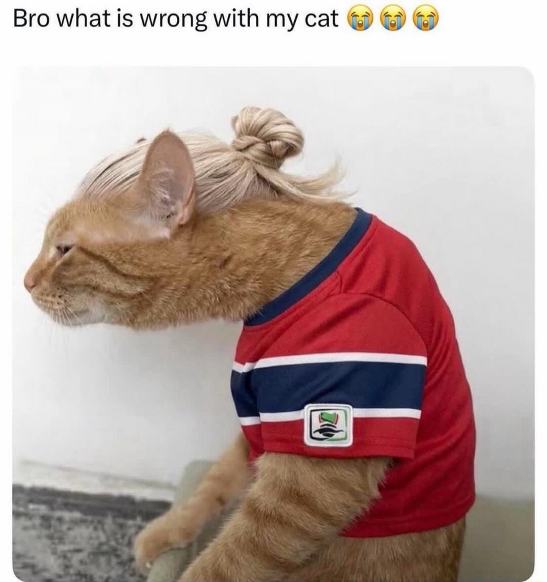 Bro what is wrong with my cat