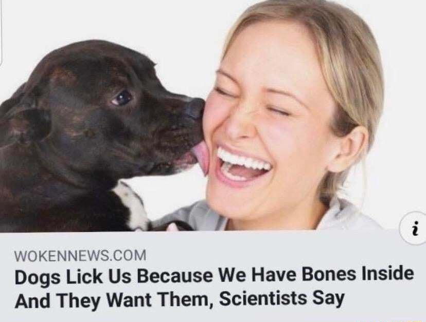 WOKENNEWSCOM Dogs Lick Us Because We Have Bones Inside And They Want Them Scientists Say