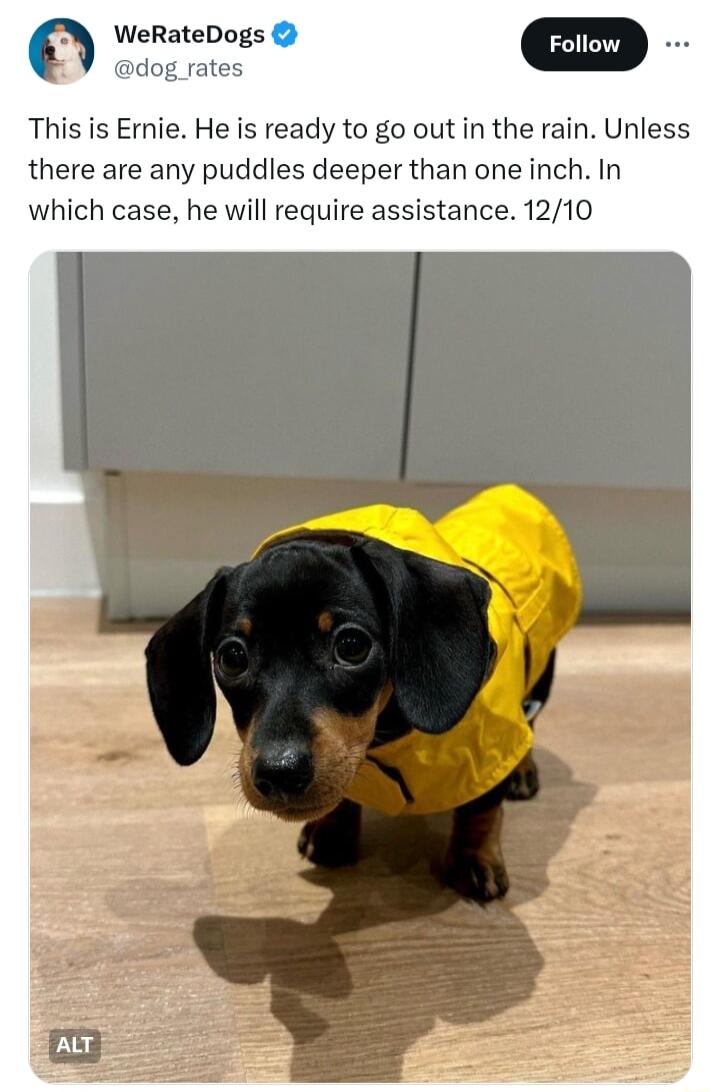 M WeRateDogs Y dog rates This is Ernie He is ready to go out in the rain Unless there are any puddles deeper than one inch In which case he will require assistance 1210