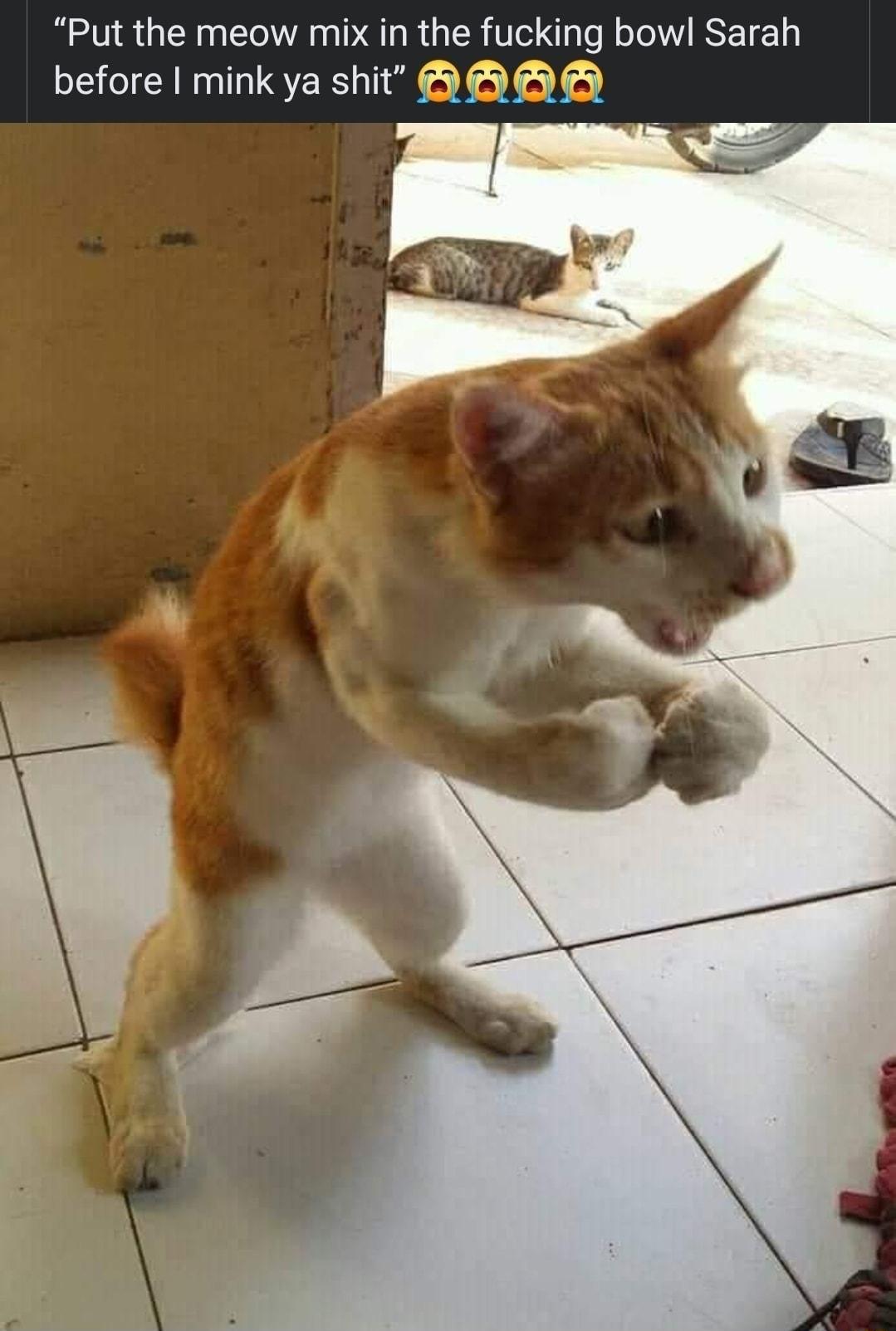 Put the meow mix in the fucking bow Sarah before mink ya shit