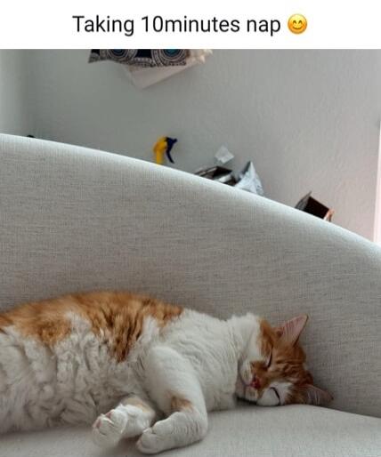 Taking 10minutes nap 😊

A ginger and white cat sleeping on a couch.