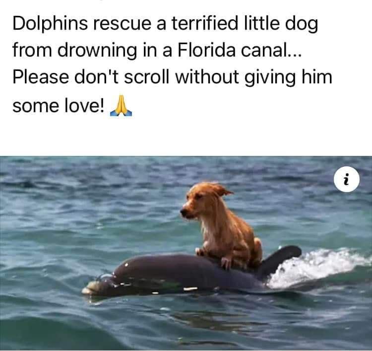 Dolphins rescue a terrified little dog from drowning in a Florida canal Please dont scroll without giving him some love i