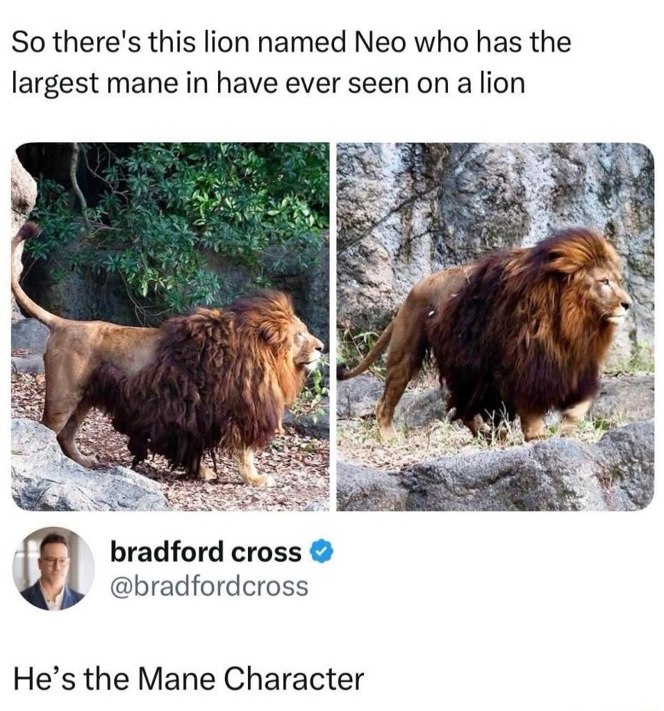 So there's this lion named Neo who has the largest mane in have ever seen on a lion

He's the Mane Character