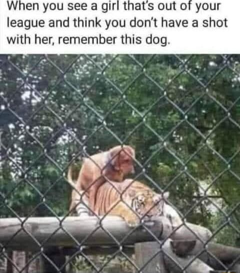 When you see a girl thats out of your league and think you dont have a shot with her remember this dog