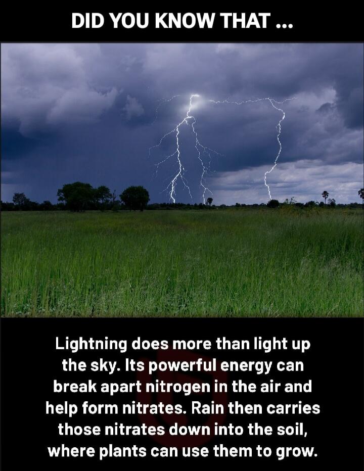 DID YOU KNOW THAT ... Lightning does more than light up the sky. Its powerful energy can break apart nitrogen in the air and help form nitrates. Rain then carries those nitrates down into the soil, where plants can use them to grow.
