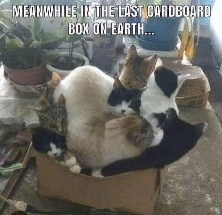 MEANWHILE IN THE LAST CARDBOARD BOX ON EARTH...