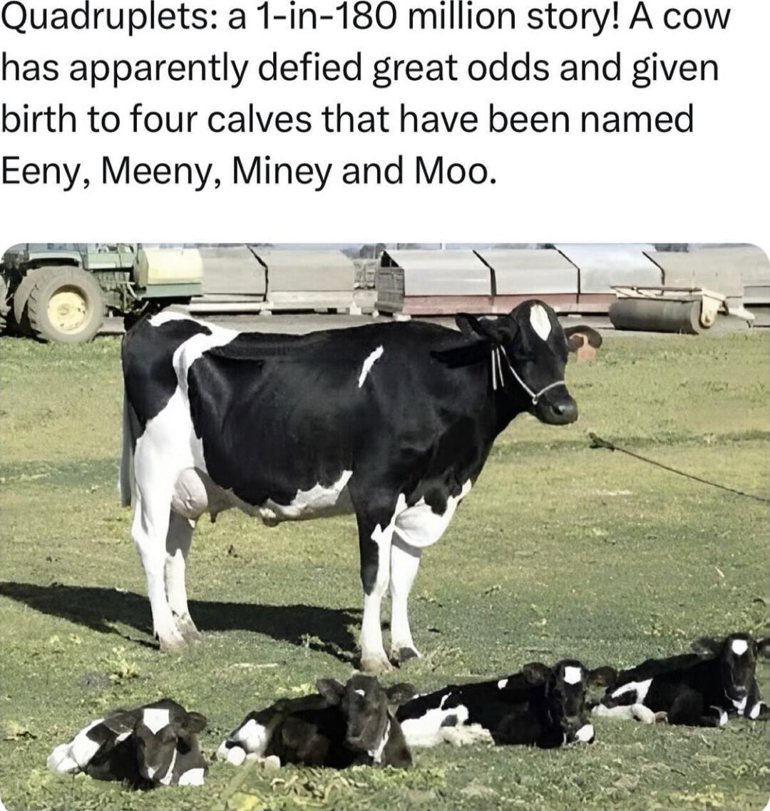 Quadruplets a 1 in 180 million story A cow has apparently defied great odds and given birth to four calves that have been named Eeny Meeny Miney and Moo