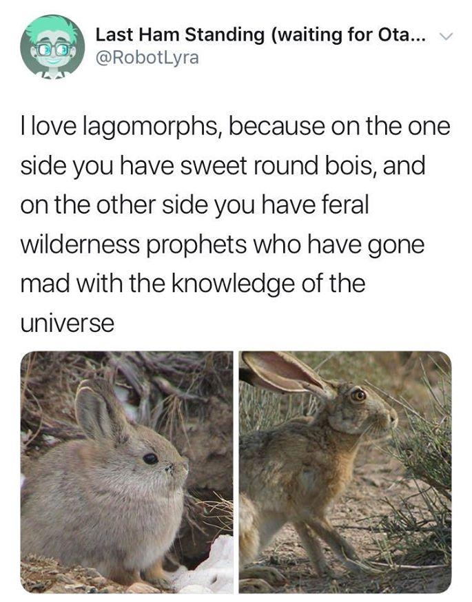 Last Ham Standing waiting for Ota RobotLyra love lagomorphs because on the one side you have sweet round bois and on the other side you have feral wilderness prophets who have gone mad with the knowledge of the universe 536 PM 2019 07 02 Twitter Web Client
