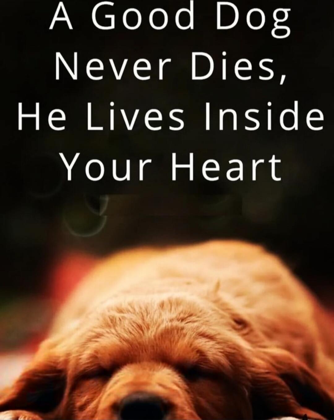 A Good Dog Never Dies, He Lives Inside Your Heart