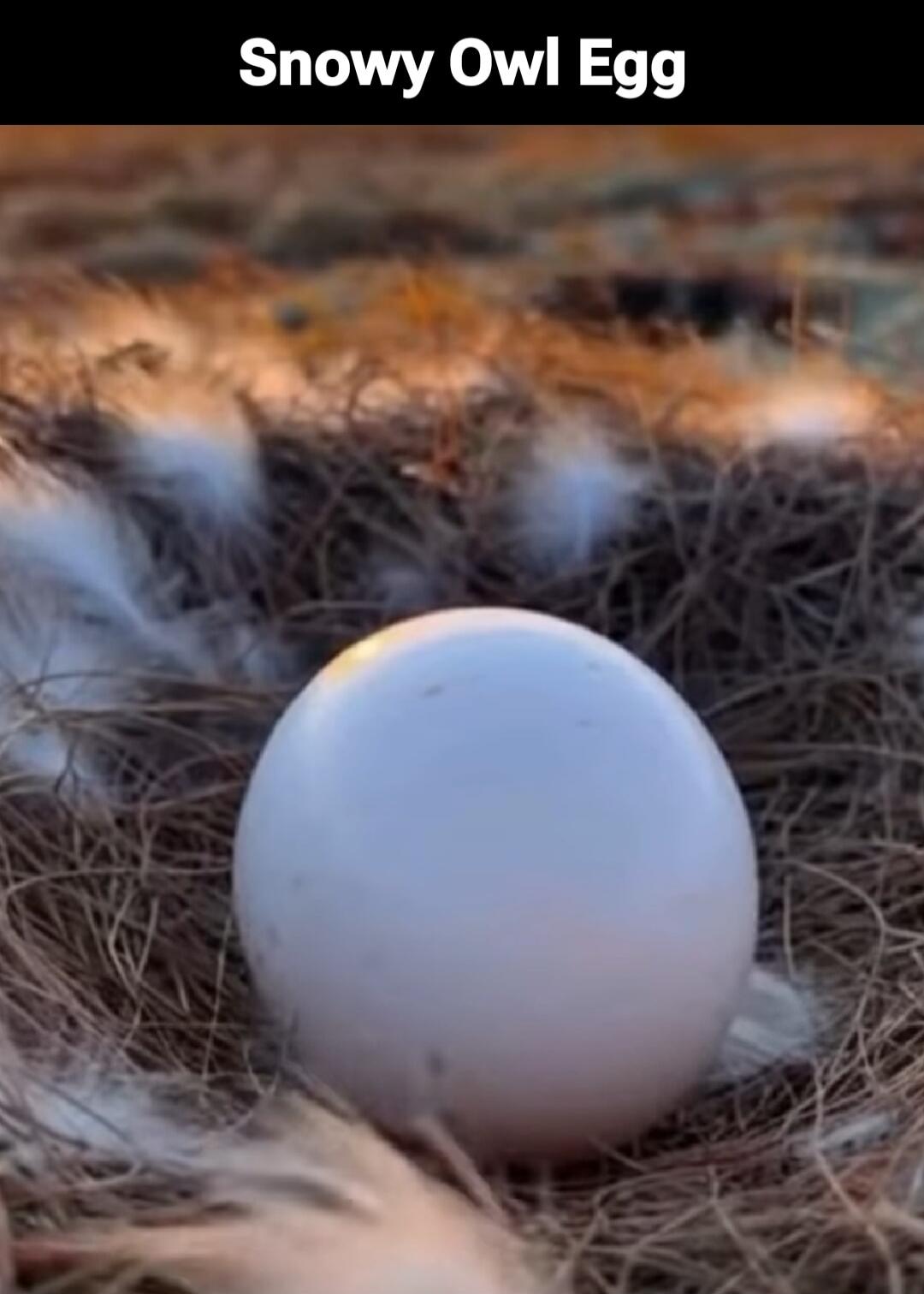 Snowy Owl Egg