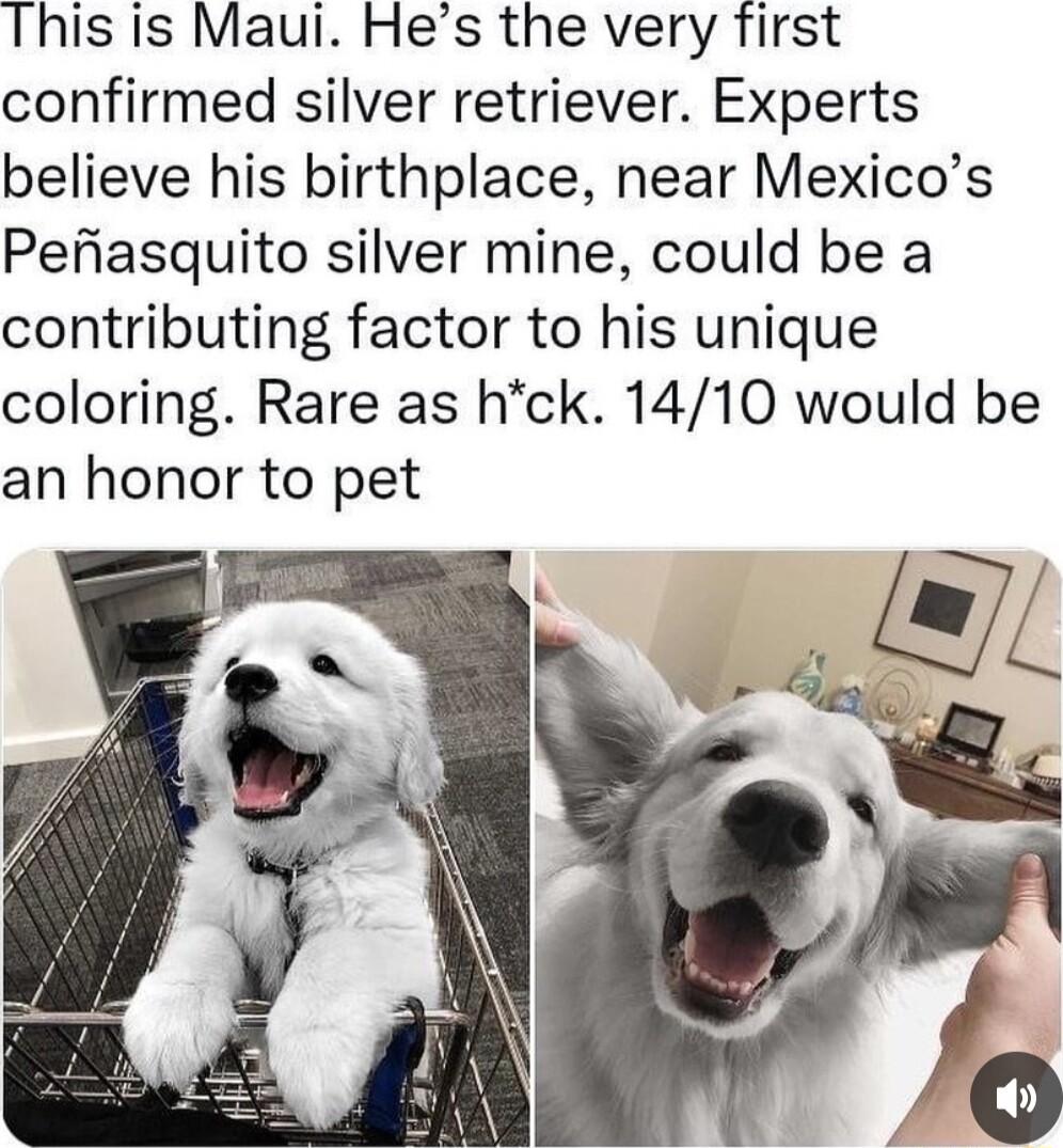 This is Maui Hes the very first confirmed silver retriever Experts believe his birthplace near Mexicos Pefiasquito silver mine could be a contributing factor to his unique coloring Rare as hck 1410 would be an honor to pet L