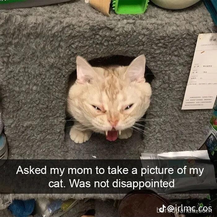 Asked my mom to take a picture of my cat Was not disappointed e v hjrimecos