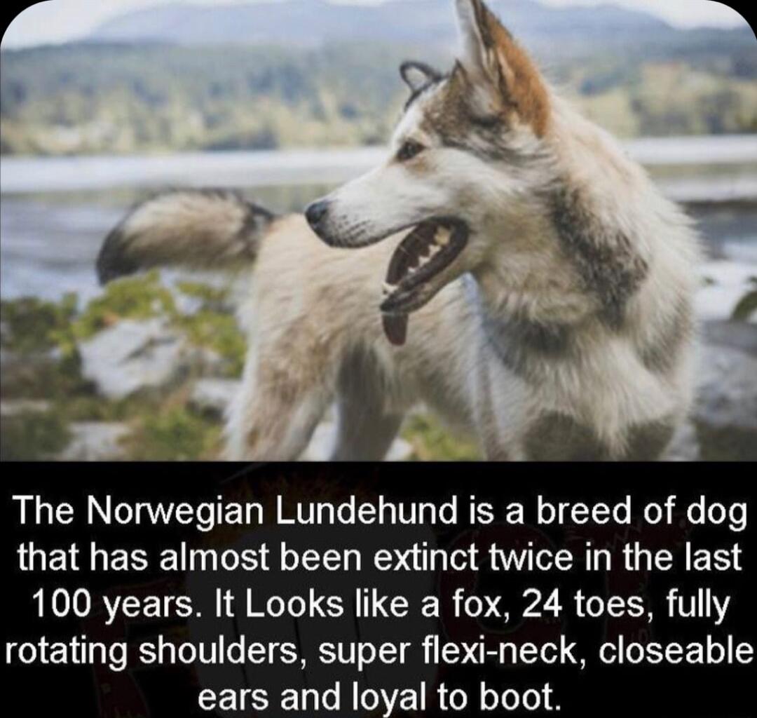 The Norwegian Lundehund is a breed of dog that has almost been extinct twice in the last 100 years It Looks like a fox 24 toes fully rotating shoulders super flexi neck closeable ears and loyal to boot