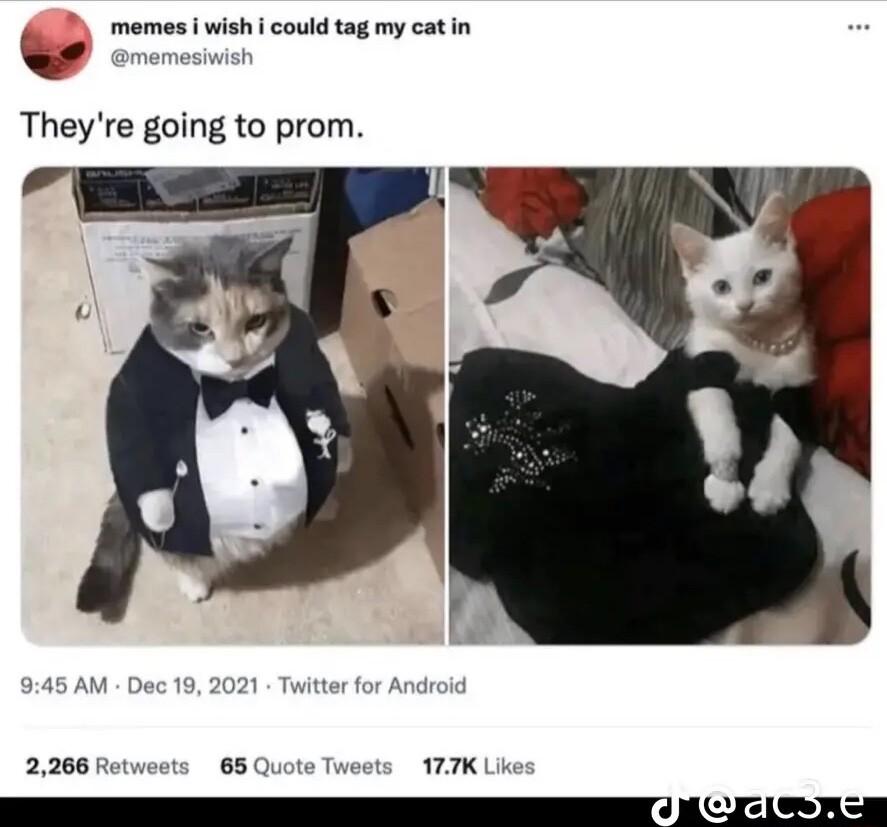 memes i wish i could tag my cat in v amemesivwish Theyre going to prom
