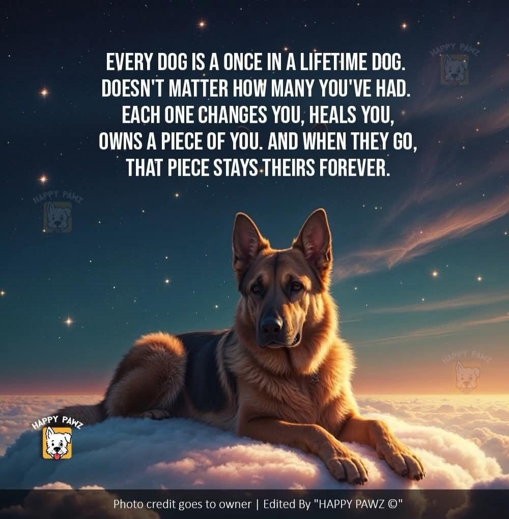 EVERY DOG IS A ONCE IN A LIFETIME DOG. DOESN'T MATTER HOW MANY YOU'VE HAD. EACH ONE CHANGES YOU, HEALS YOU, OWNS A PIECE OF YOU. AND WHEN THEY GO, THAT PIECE STAYS-THEIR FOREVER.