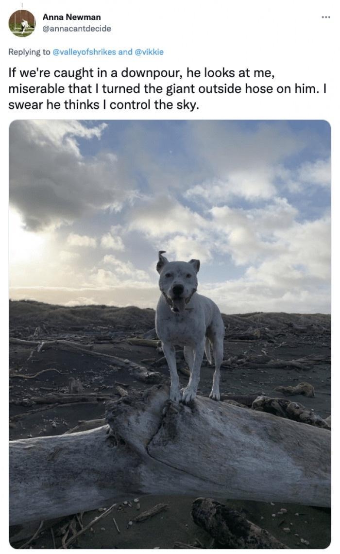 If were caught in a downpour he looks at me miserable that turned the giant outside hose on him swear he thinks control the sky