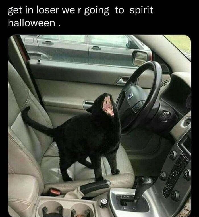 loveangelbdby i sweet potato shorty get in loser we r going to spirit RENTET I