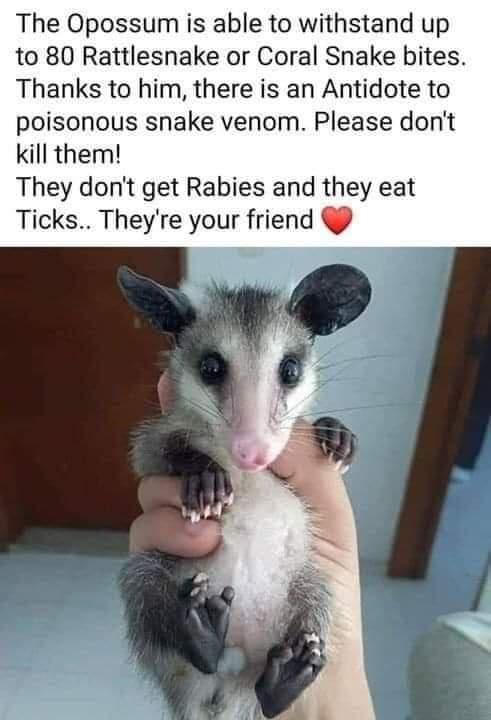 The Opossum is able to withstand up to 80 Rattlesnake or Coral Snake bites Thanks to him there is an Antidote to poisonous snake venom Please dont kill them They dont get Rabies and they eat Ticks Theyre your friend