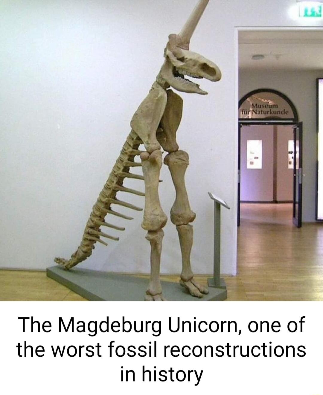 The Magdeburg Unicorn one of the worst fossil reconstructions in history