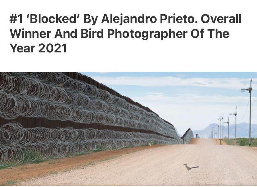 1 Blocked By Alejandro Prieto Overall Winner And Bird Photographer Of The Year 2021