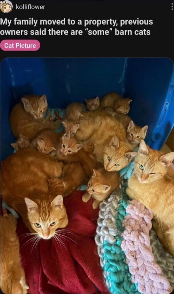 i Kolliflower My family moved to a property previous owners said there are some barn cats