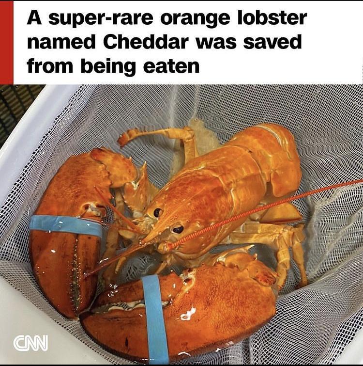A super rare orange lobster named Cheddar was saved from being eaten
