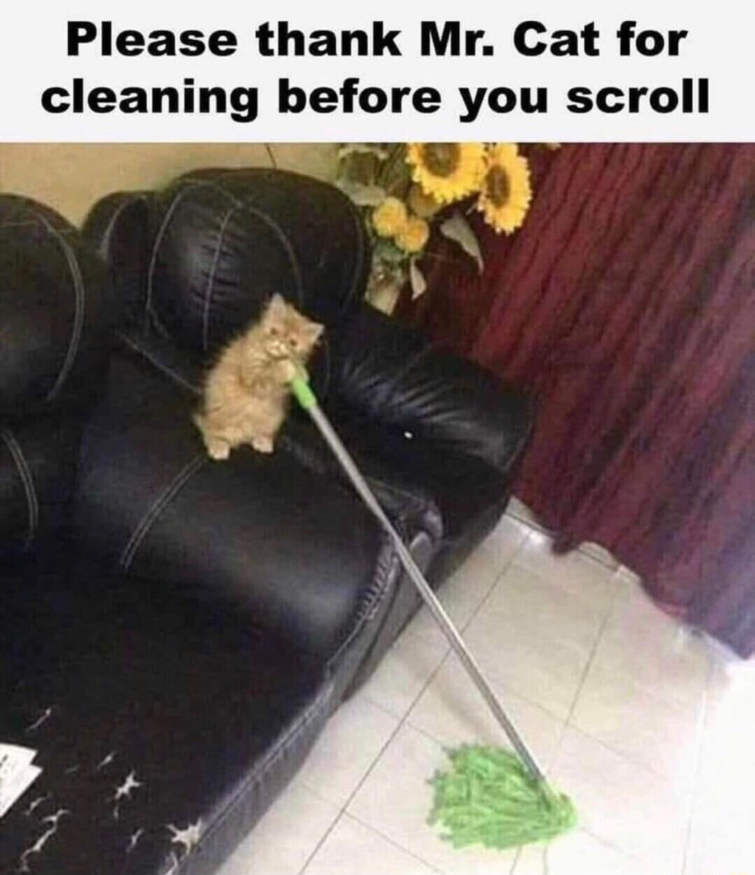 Please thank Mr Cat f cleaning before you sc