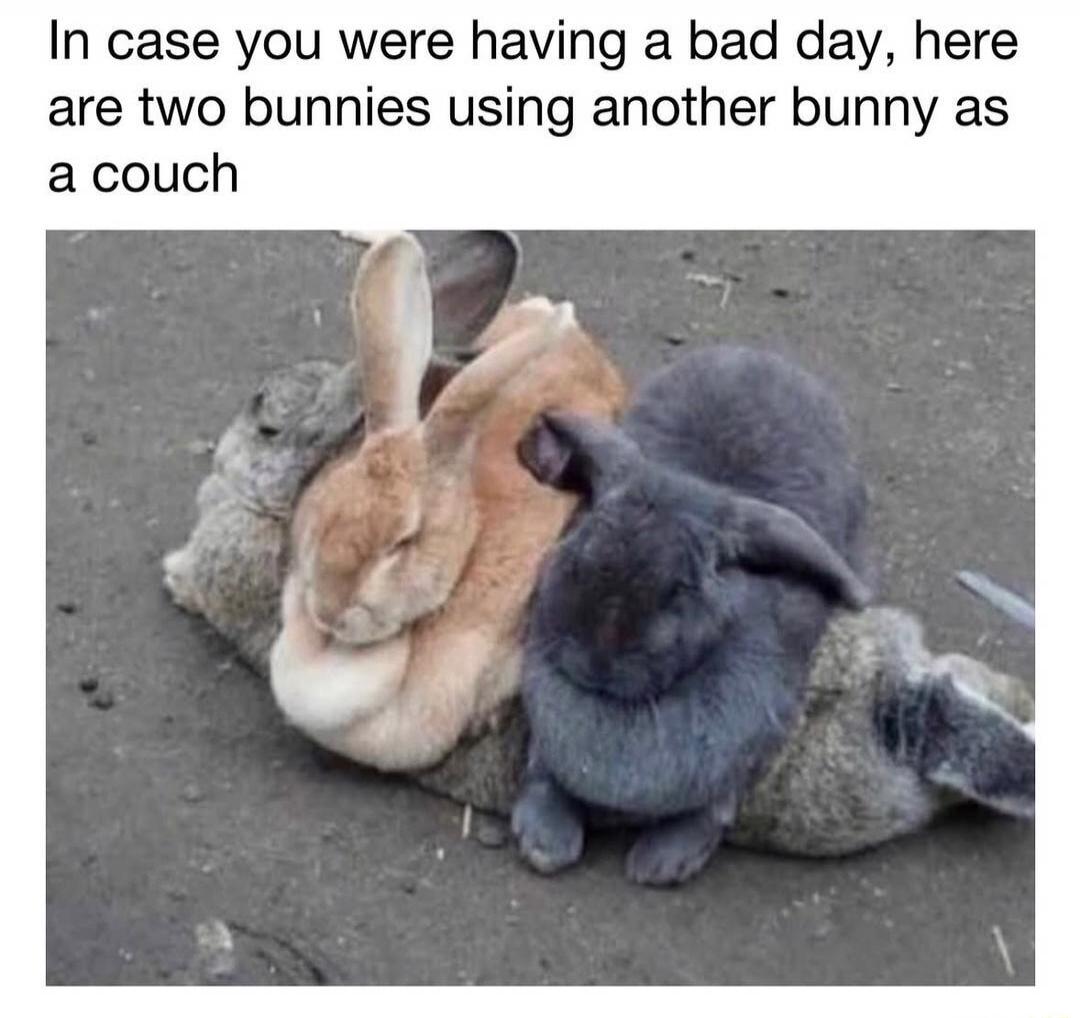 In case you were having a bad day, here are two bunnies using another bunny as a couch