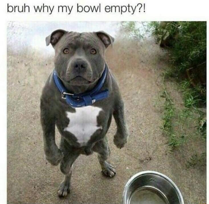 bruh why my bowl empty