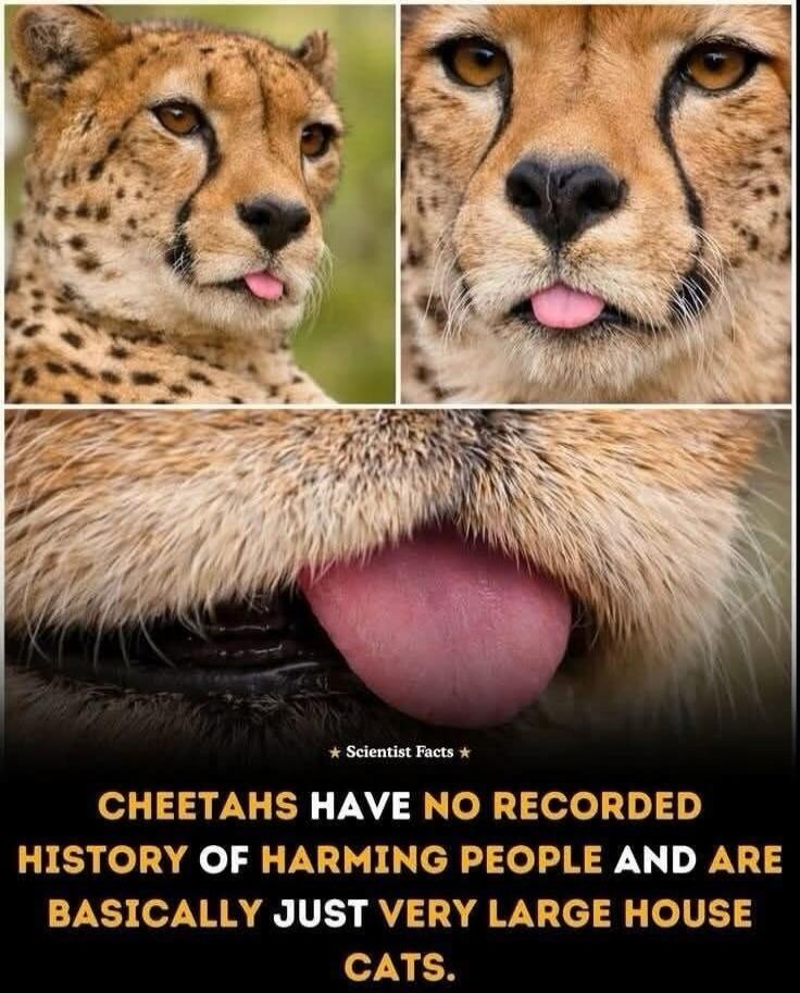 CHEETAHS HAVE NO RECORDED HISTORY OF HARMING PEOPLE AND ARE BASICALLY JUST VERY LARGE HOUSE CATS.