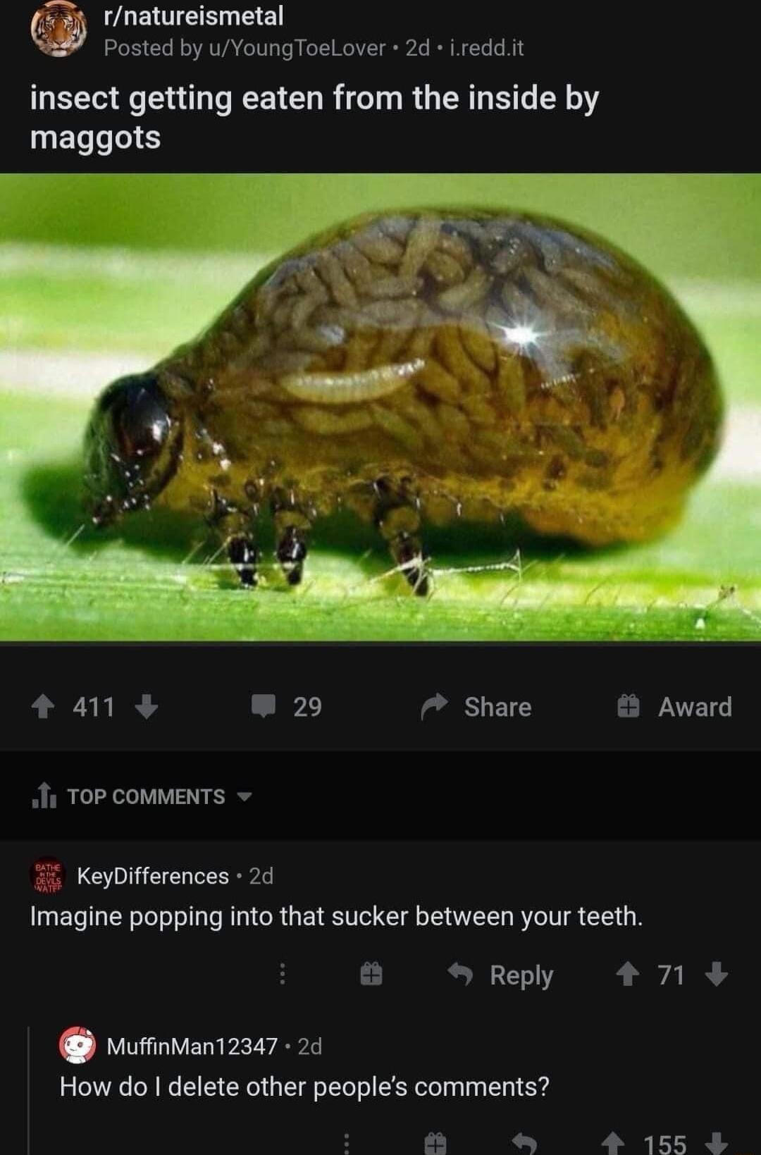 4 rnatureismetal N Posted by uYoungToeLover 2d ireddit insect getting eaten from the inside by UELL IS m 2 Share Award Ii TOP COMMENTS i KeyDifferences 2d Imagine popping into that sucker between your teeth L Reply nd wurinvan12347 24 How do delete other peoples comments 4 155