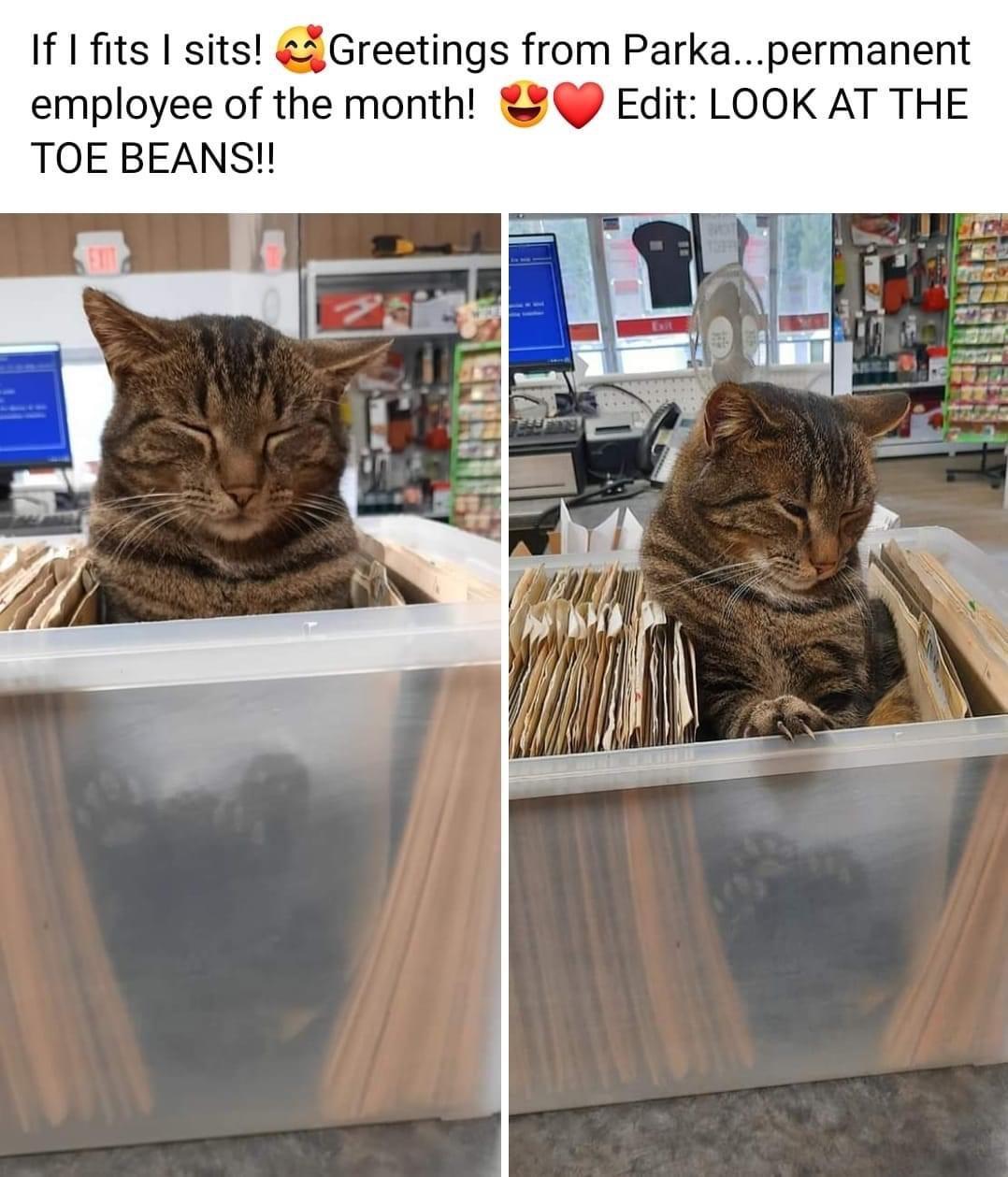 If fits sits Greetings from Parkapermanent employee of the month Edit LOOK AT THE TOE BEANS