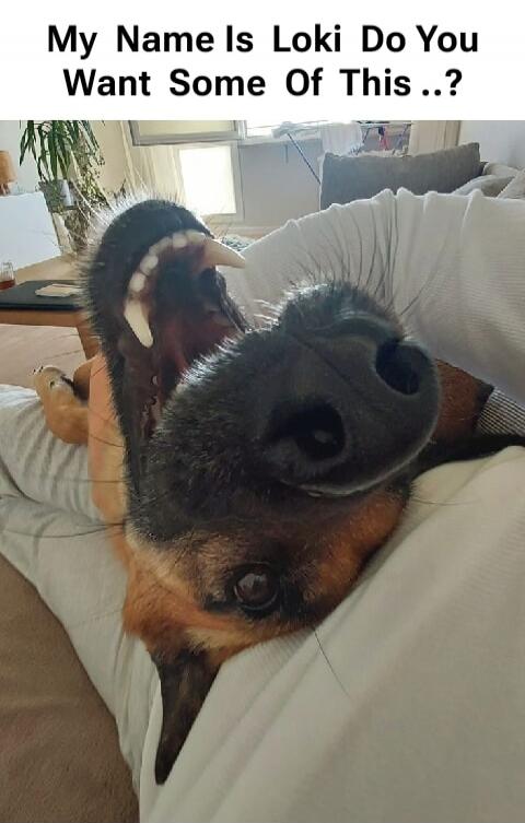 My Name Is Loki Do You Want Some Of This ..?