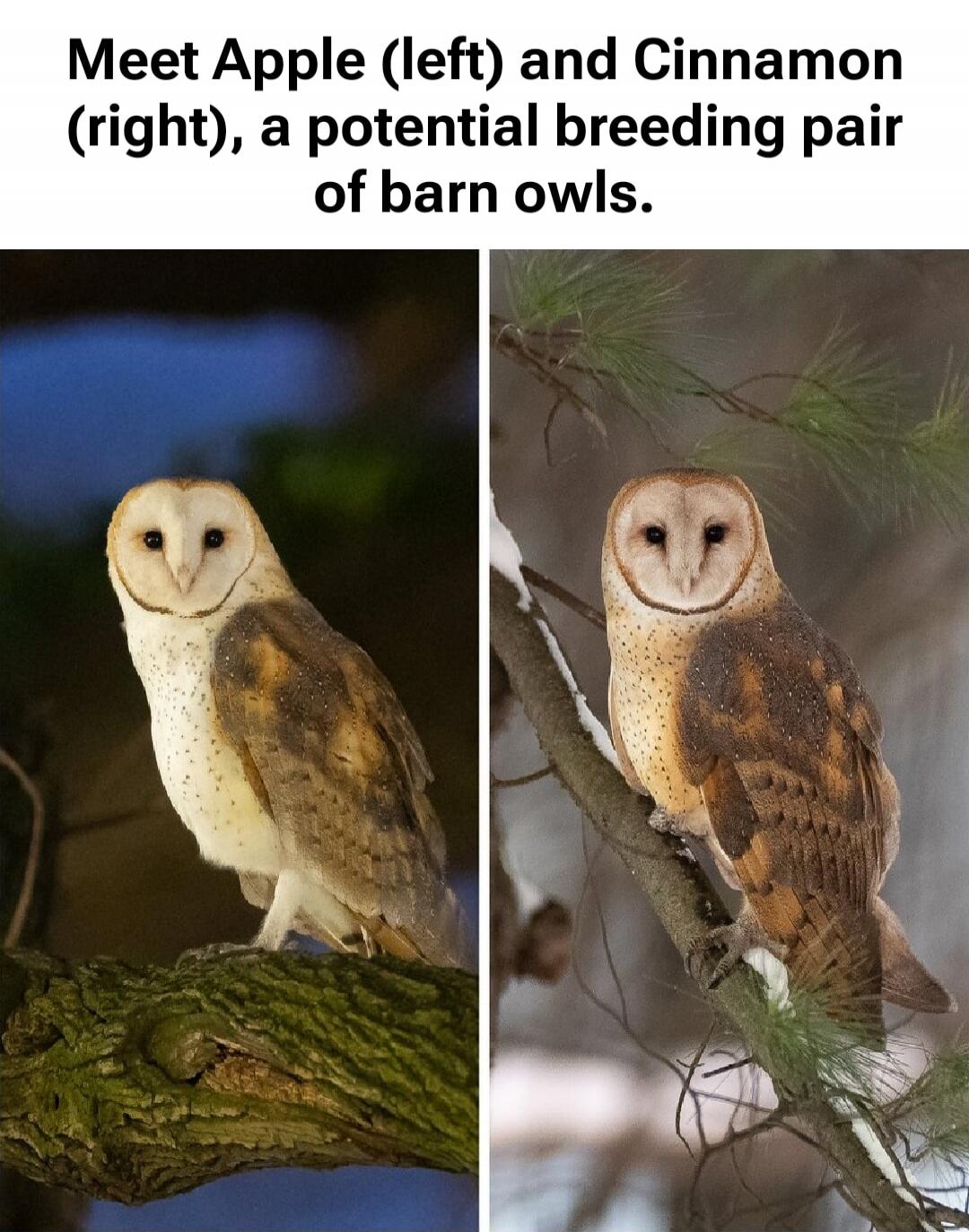 Meet Apple (left) and Cinnamon (right), a potential breeding pair of barn owls.
