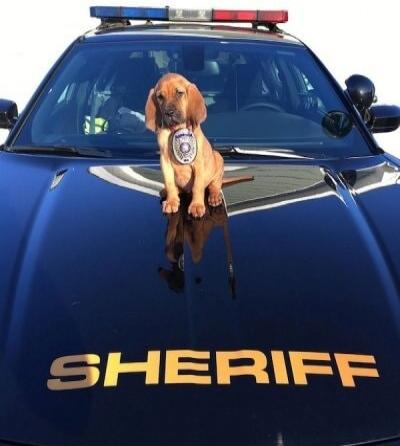SHERIFF