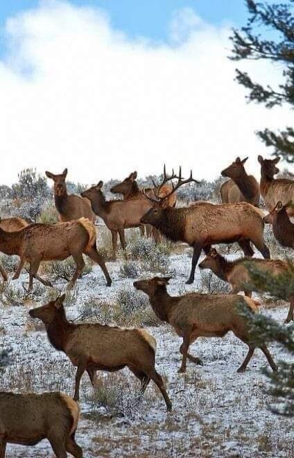 A herd of elk in a snowy field.