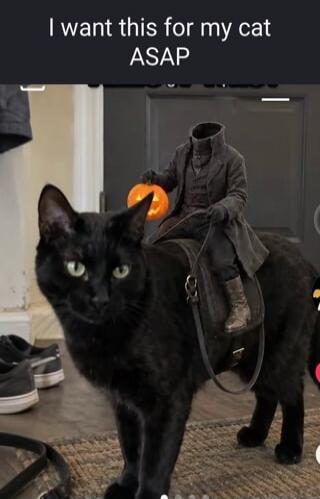 I want this for my cat ASAP