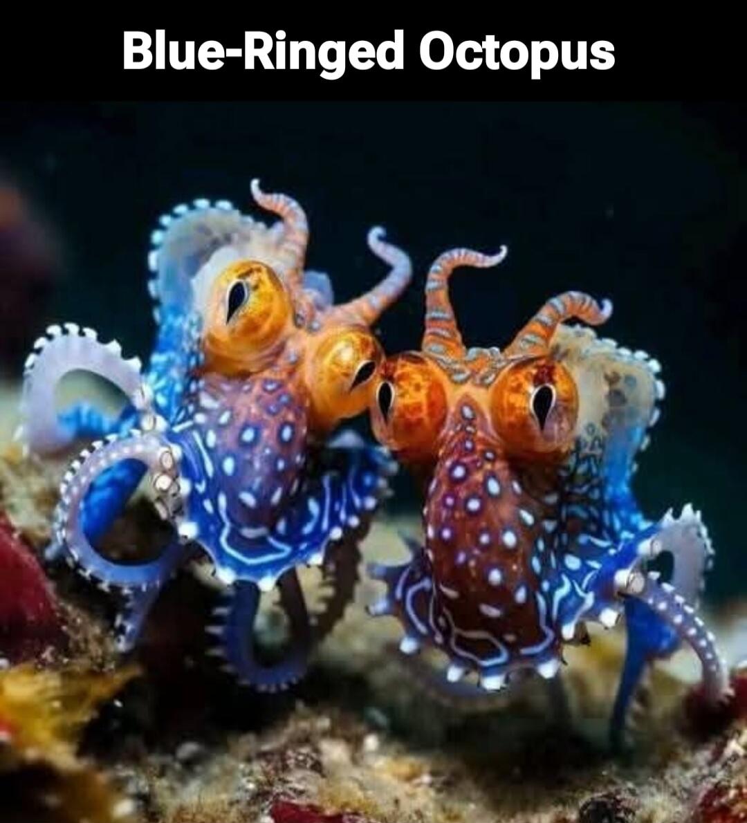 Blue-Ringed Octopus