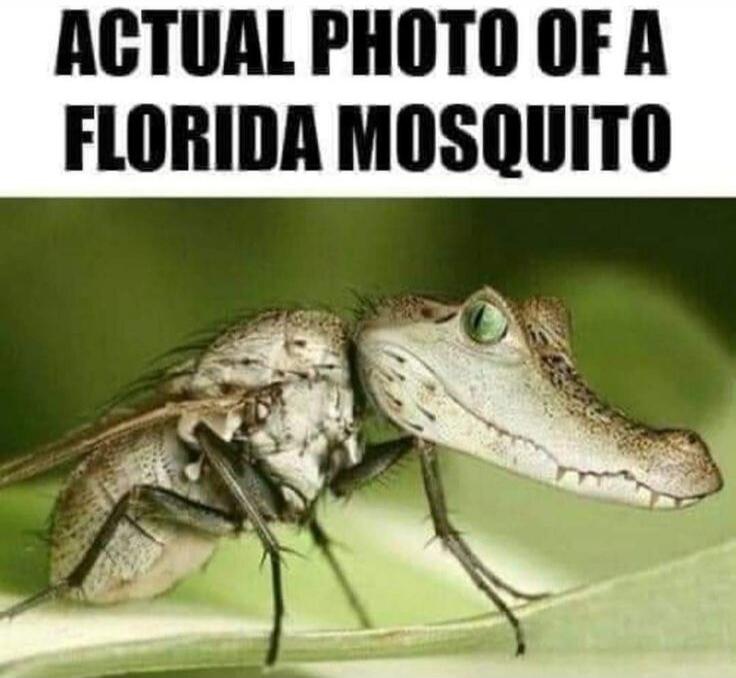 ACTUAL PHOTO OF A FLORIDA MOSQUITO
